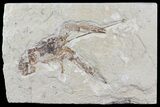Fossil Lobster (Pseudostacus) - Lebanon #70302-1